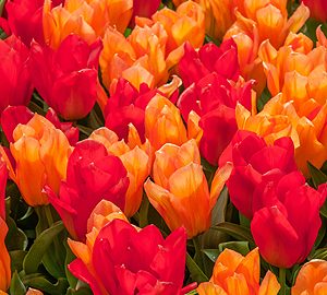 'Apples to Oranges' is the perfect name for these new tulips. (Photo courtesy of Colorblends.com)