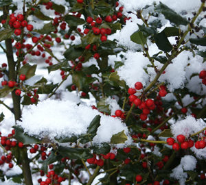 Red berries on an English holly (Ilex aquifolium) stand out after a snowstorm. (Photo (c) Hilda M. Morrill)