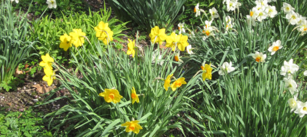 Clumps of beautiful blooming daffodils highlight the spring garden. (Photo © Hilda M. Morrill)