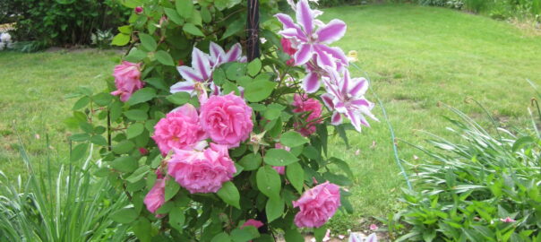 Pink climbing roses and clematis vine blossoms cover the side of an arch trellis in the early June garden. (Photo (c) Hilda M. Morrill)