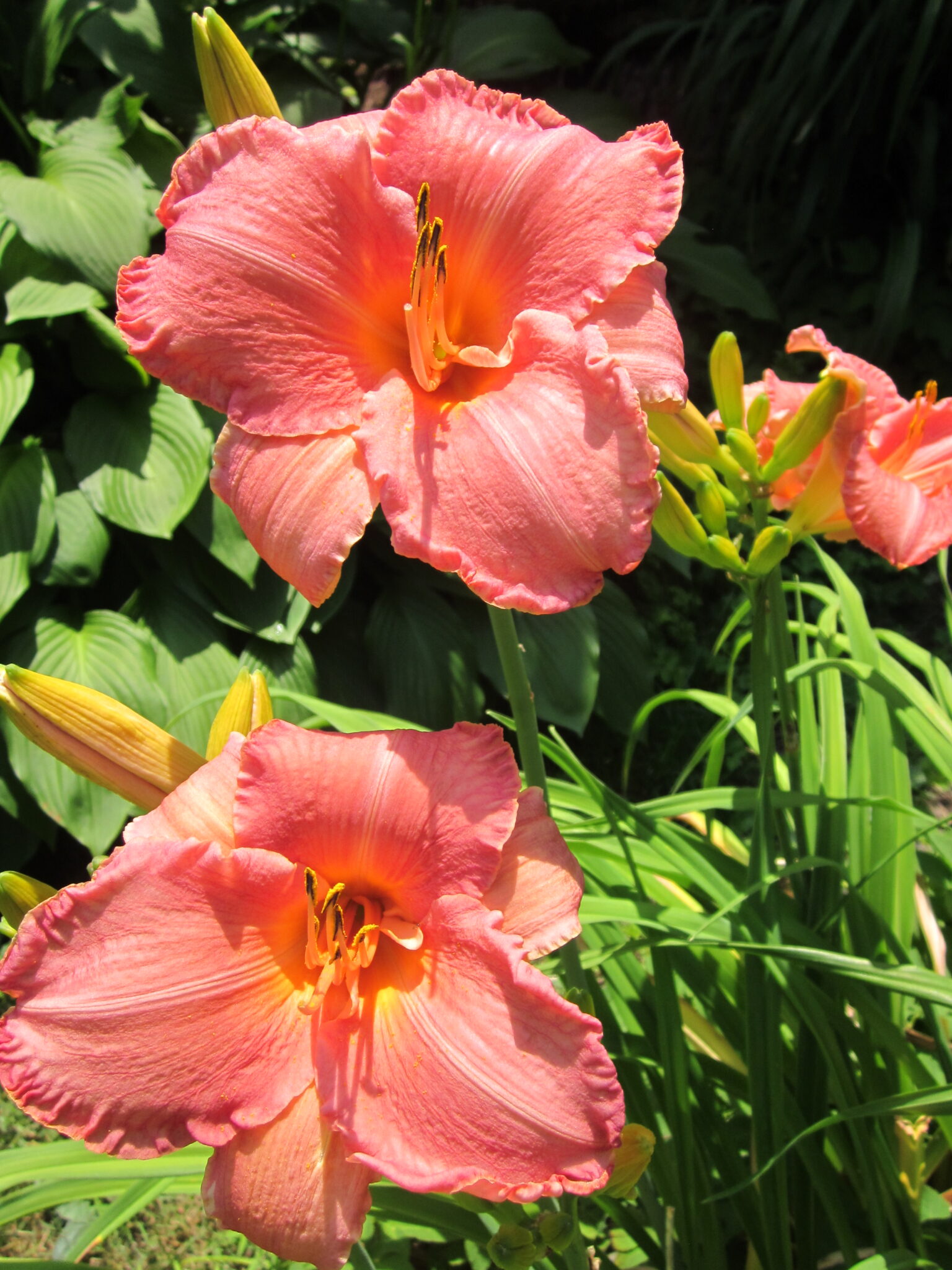 Daylilies Dazzle | BostonGardens.com