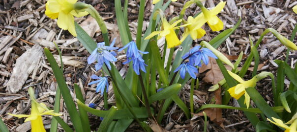 Blue Siberian Squills (Scilla siberica) have self-seeded adding interest to a clump of Daffodils. (Photo (c) Hilda M. Morrill)
