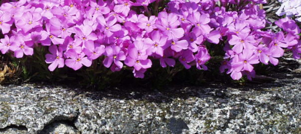 Pink Creeping Phlox (Phlox subulata) grows along a rock wall in the Morrill garden. (Photo (c) Hilda M. Morrill)