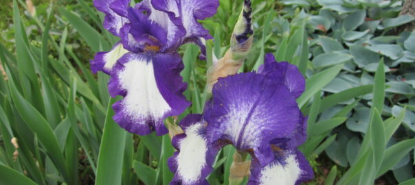 Purple and White Tall Bearded Iris (Iris germanica 'Swept Off My Feet') will sometimes rebloom in the Morrill garden. (Photo (c) Hilda M. Morrill)