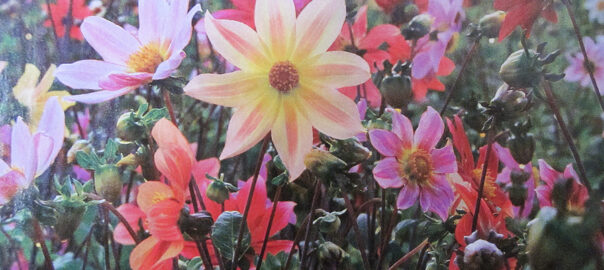 The White Flower Farm Spring '22 Catalog cover page showcases colorful dahlias that help us get rid of the winter blues. (Photo close-up (c) Hilda M. Morrill)
