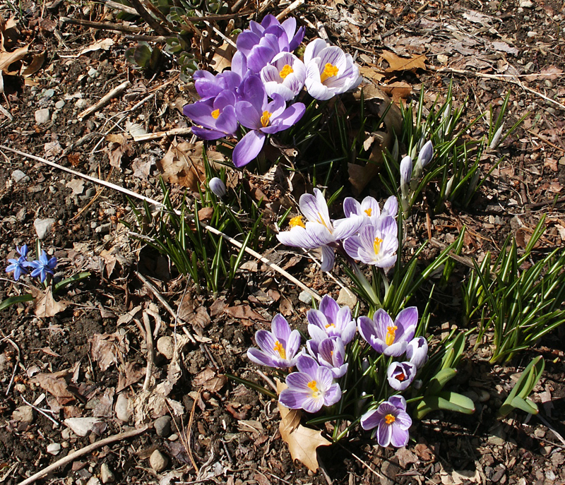 Among the first signs of spring in the Morrill garden are colorful crocus blossoms growing next to emerging clumps of sedums and nearby blue Siberian squills (Scilla siberica). (Photo (c) Hilda M. Morrill)