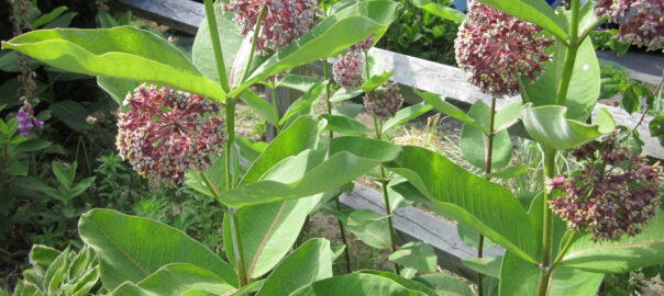 Spherical flower clusters of the common milkweed plant (Asclepias Syriaca) are called umbels. (Photo (c) Hilda M. Morrill)