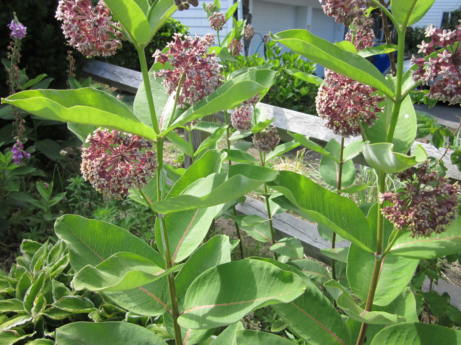 Spherical flower clusters of the common milkweed plant (Asclepias Syriaca) are called umbels. (Photo (c) Hilda M. Morrill)