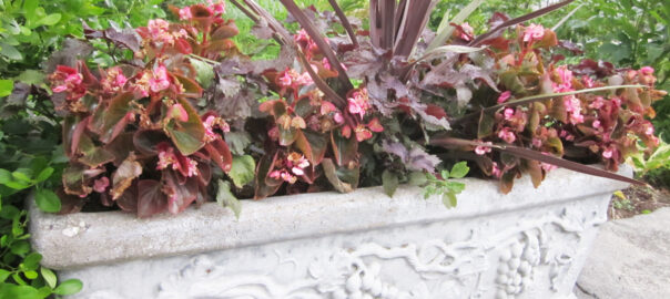 A concrete planter features the upright sword-like leaves of a cordyline 'Red Star' in its center surrounded by purple-leaf shiso 'Perilla frutescens' plants and pink flowered wax begonias. (Photo (c) Hilda M. Morrill)