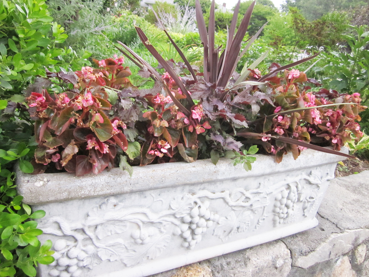A concrete planter features the upright sword-like leaves of a cordyline 'Red Star' in its center surrounded by purple-leaf shiso 'Perilla frutescens' plants and pink flowered wax begonias. (Photo (c) Hilda M. Morrill)