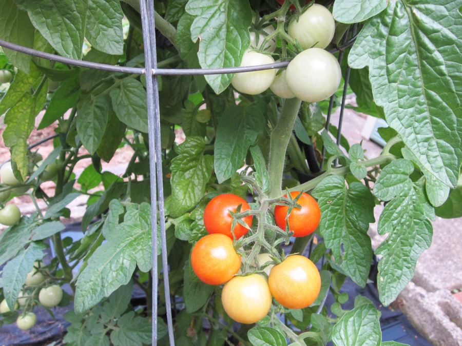 Clusters of 'Husky Cherry Red' tomatoes (Solanum lycopersicum), in different stages of ripening, are visible in the 2022 Morrill vegetable garden. (Photo (c) Hilda M. Morrill)