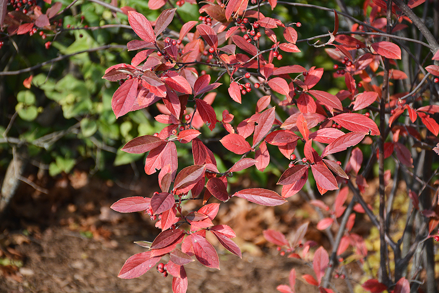 The red leaves and berries of the pictured Chokeberry (Aronia arbutifolia 'Brilliantissima') echo the beautiful colors of fall in the 2023 UMass Garden Calendar. (Photo by Amanda Bayer, UMass Extension Staff)