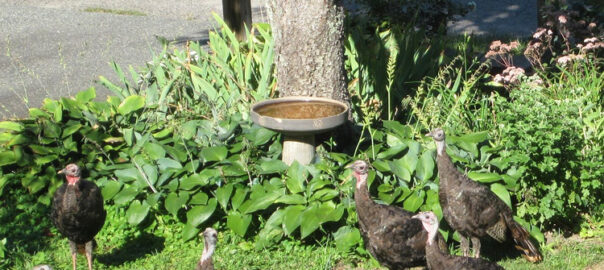 Turkeys visited the Morrill Garden several times in September and October, but none in November. (Photo © Hilda M. Morrill)