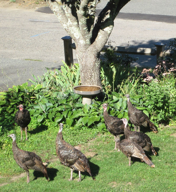Turkeys visited the Morrill garden several times in September and October, but none in November. (Photo © Hilda M. Morrill)
