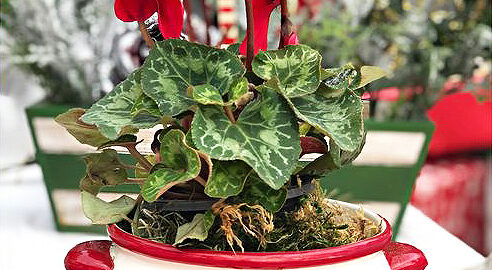 A winter-blooming Cyclamen persicum plant with red blossoms makes the perfect Christmas holidays decoration. (Photo © Shirley Bovshow)