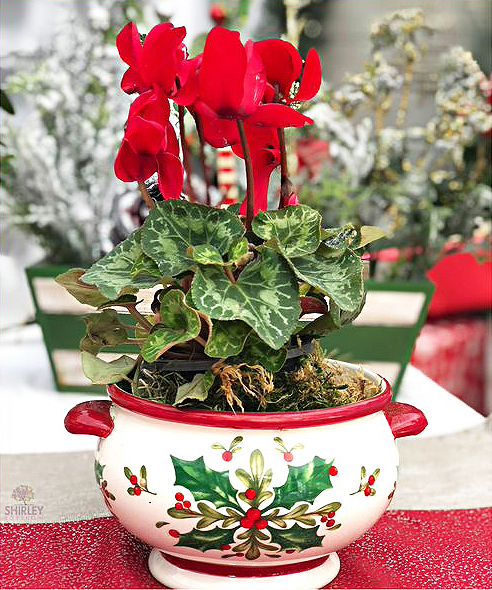 A winter-blooming Cyclamen persicum plant with red blossoms makes the perfect Christmas holidays decoration. (Photo © Shirley Bovshow)