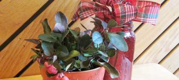 Holiday gifts of a potted Gaultheria procumbens (left) and a seedling of a Prunus serrulata (right) await the arrival of spring before they’ll be planted in the garden. (Photo (c) Hilda M. Morrill)