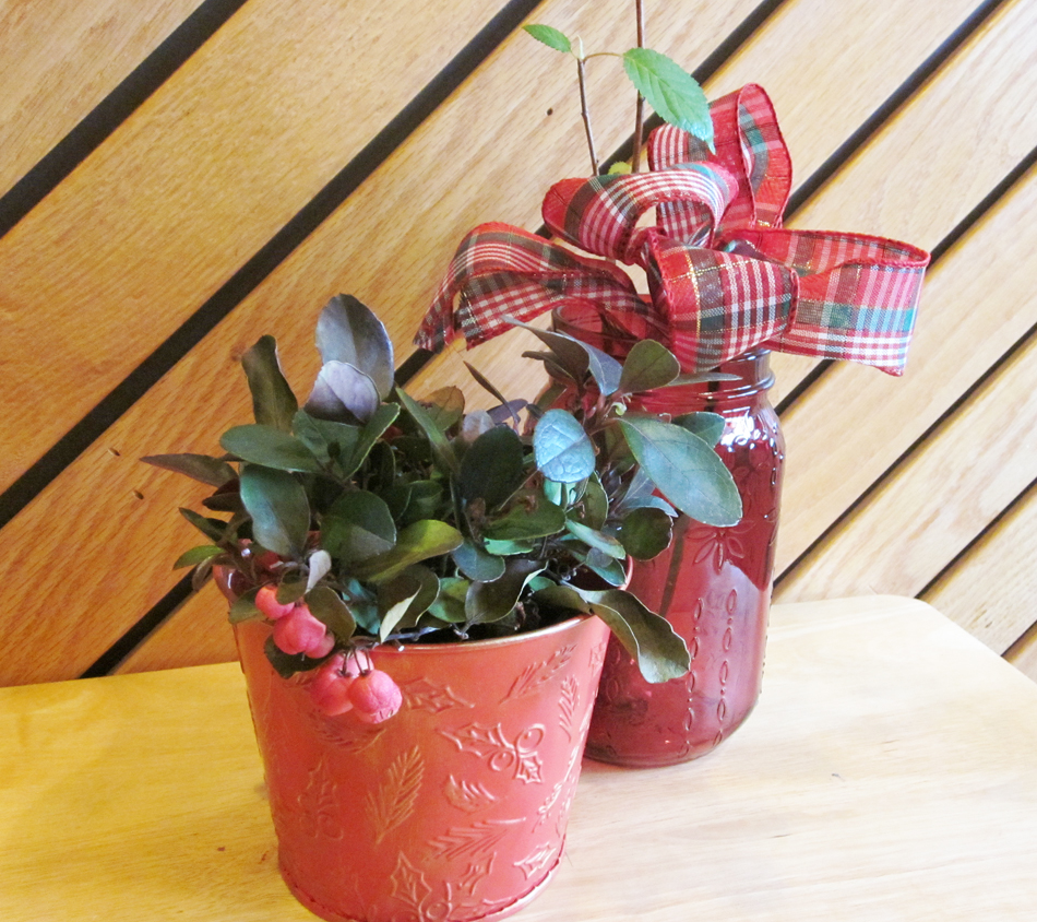 Holiday gifts of a potted Gaultheria procumbens (left) and a seedling of a Prunus serrulata (right) await the arrival of spring before they’ll be planted in the garden. (Photo (c) Hilda M. Morrill) 