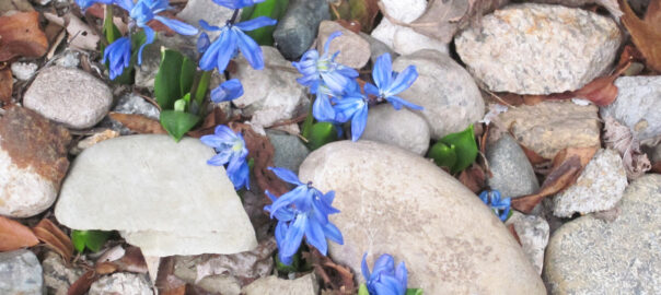 Seeds have sprouted in a rock-based groundcover in the Morrill garden resulting in beautiful emerging Scilla siberica plants. (Photo © Hilda M. Morrill)