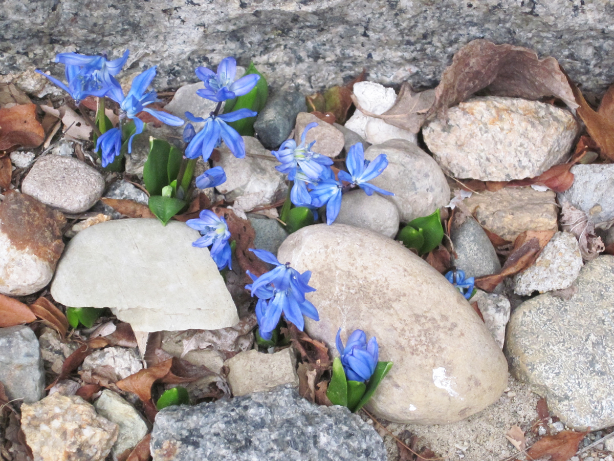 Seeds have sprouted in a rock-based groundcover in the Morrill garden resulting in beautiful emerging Scilla siberica plants. (Photo © Hilda M. Morrill)