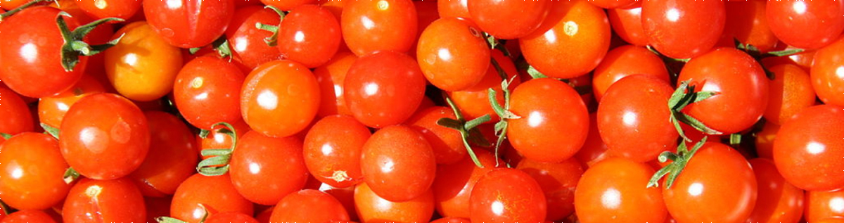 Farmer Scott’s Heirloom Tomato Plant Sale