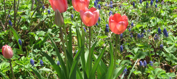Blossoms of pink perennial tulips stand out in the spring garden. (Photo (c) Hilda M. Morrill)