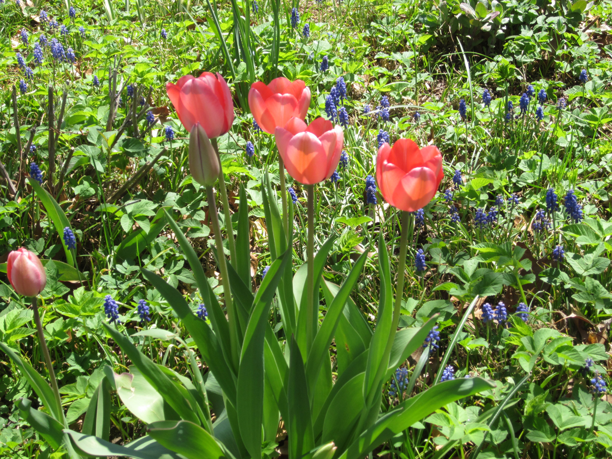 Blossoms of pink perennial tulips stand out in the spring garden. (Photo (c) Hilda M. Morrill) 