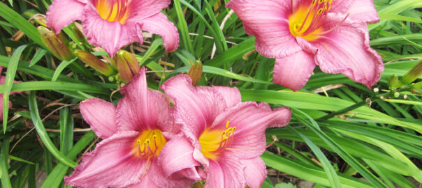 Colorful daylilies stand out in the July garden. (Photo (c) Hilda M. Morrill)