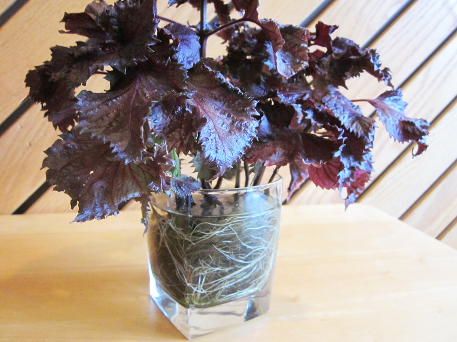 Close-up of rooted Shiso plant cuttings in a glass of water.