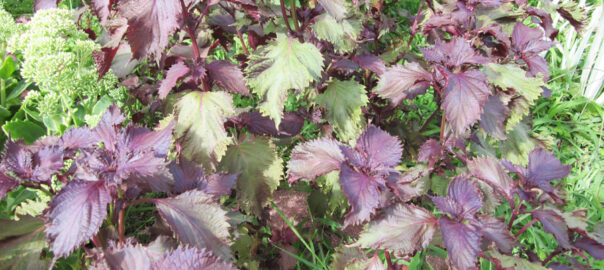 Self-seeded Shiso plants in the garden.