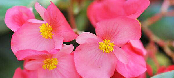 Buxton Begonia and Gesneriad Society Show & Sale