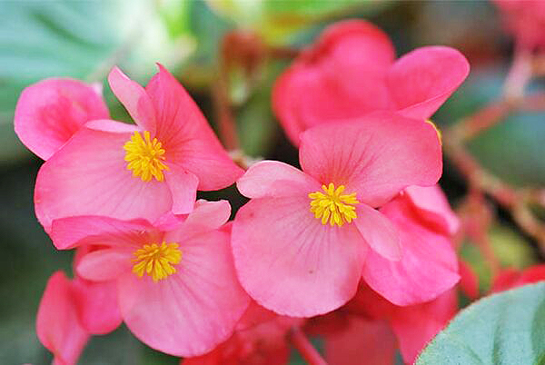 Buxton Begonia and Gesneriad Society Show & Sale