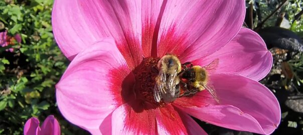 Dahlias attract bees in the fall garden, blooming until the first frost.