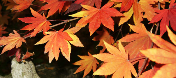 Japanese Maple leaves in the Fall