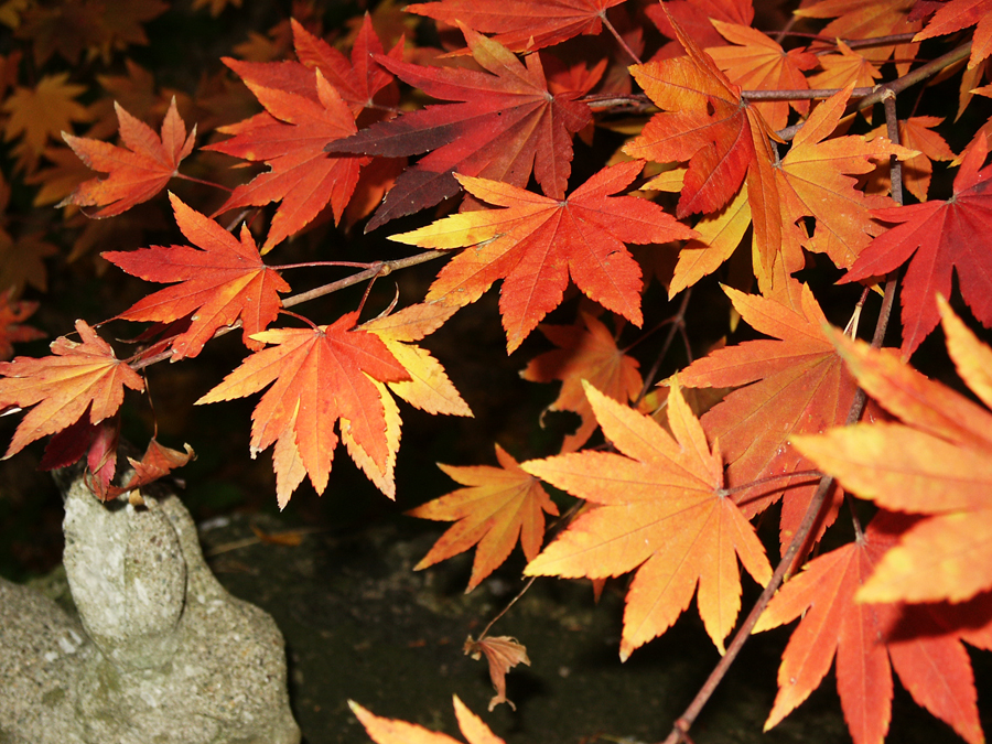 Japanese Maple leaves in the Fall