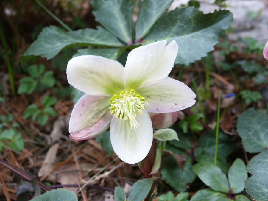 Hellebores are among the earliest bloomers to brave the remnants of cold New England winters.