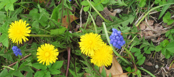 Dandelions and grape hyacinths in the spring garden.