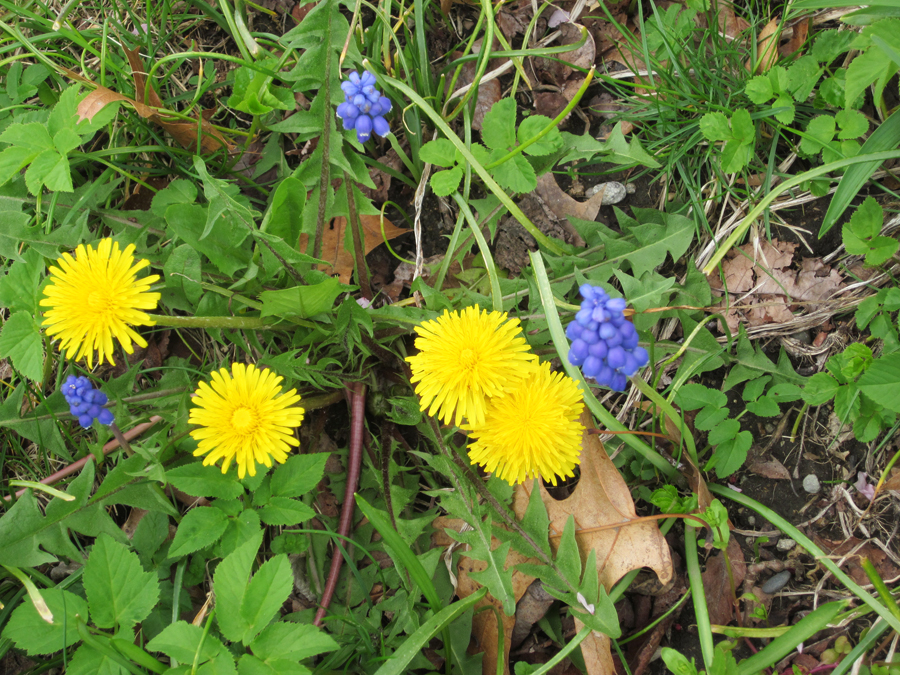 Dandelions and grape hyacinths in the spring garden.