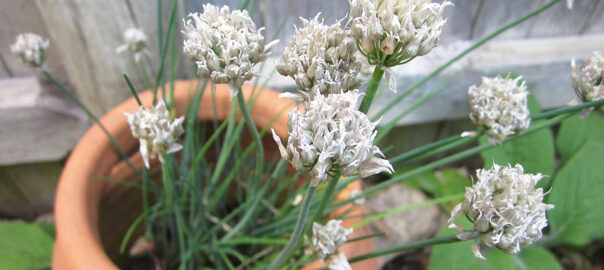 Perennial Chives