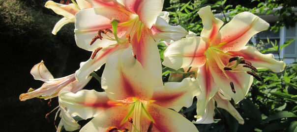 Our July Blooming Lilies