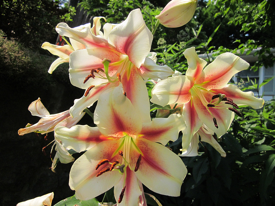 Our July Blooming Lilies 