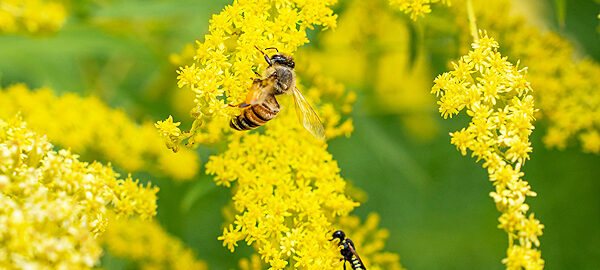 Goldenrod's Golden Blooms