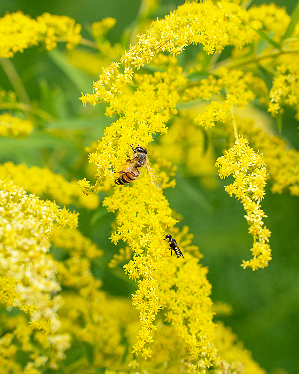 Goldenrod's Golden Blooms