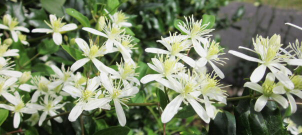 Sweet Autumn Clematis: An Aggressive Garden Visitor