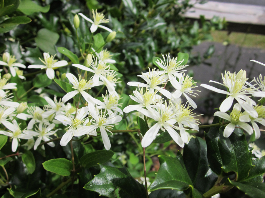 Sweet Autumn Clematis: An Aggressive Garden Visitor