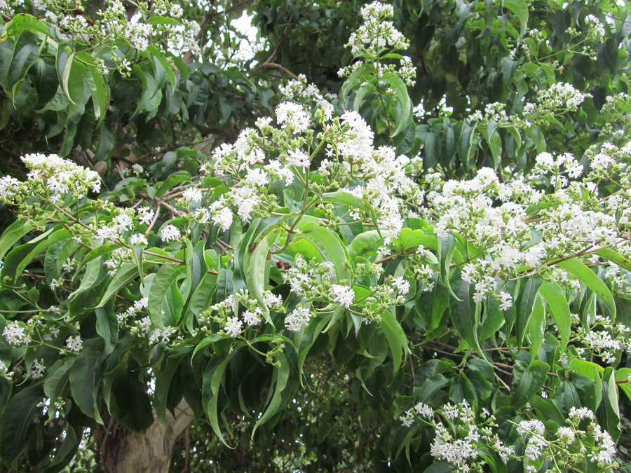 Seven-sons Tree: A Magnet for Pollinators