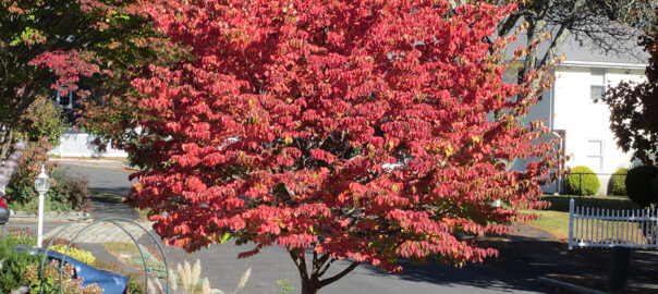 Japanese Dogwood - Foliage on Fire