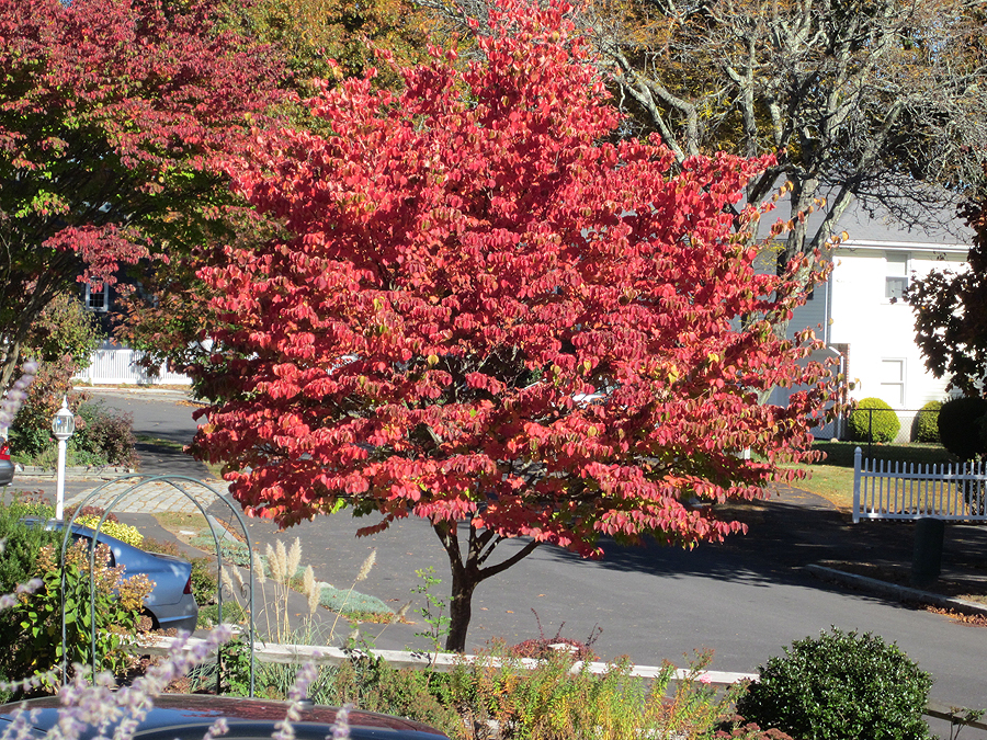 Japanese Dogwood - Foliage on Fire