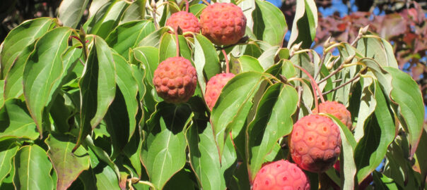 Kousa Dogwood Berries - Pretty and Tasty