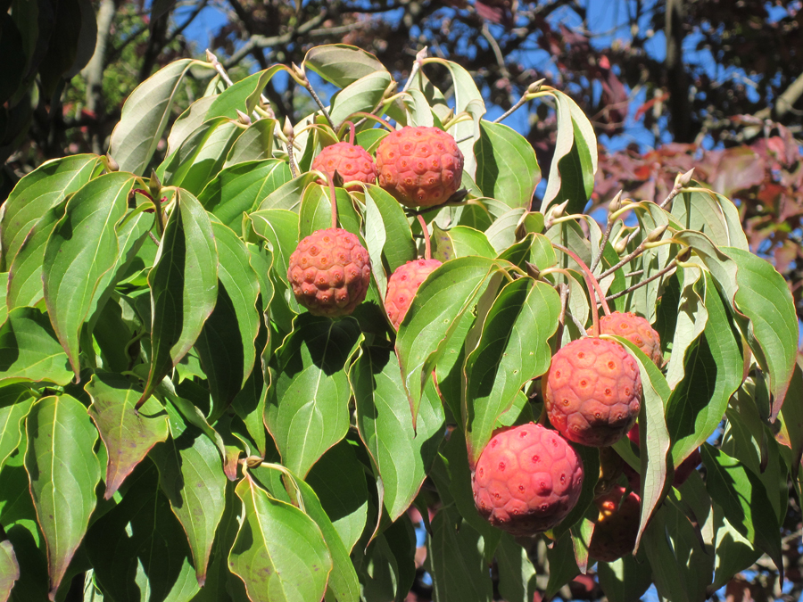 Kousa Dogwood Berries - Pretty and Tasty